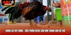 Giống Gà Vảy Rồng - Siêu Phẩm Được Săn Đón Trong Giới Kê Thủ