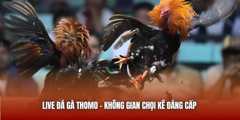 Live đá gà Thomo - Không gian chọi kê đẳng cấp