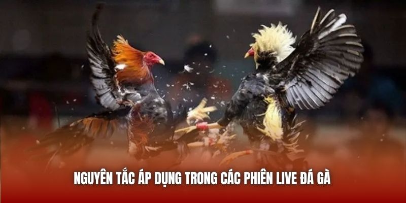 Nguyên tắc áp dụng trong các phiên live đá gà