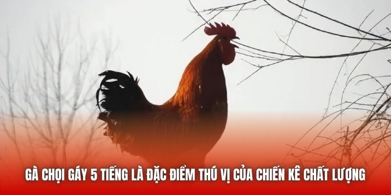 Gà chọi gáy 5 tiếng là đặc điểm thú vị của chiến kê chất lượng