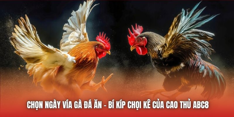 Chọn Ngày Vía Gà Đá Ăn - Bí Kíp Chọi Kê Của Cao Thủ ABC8
